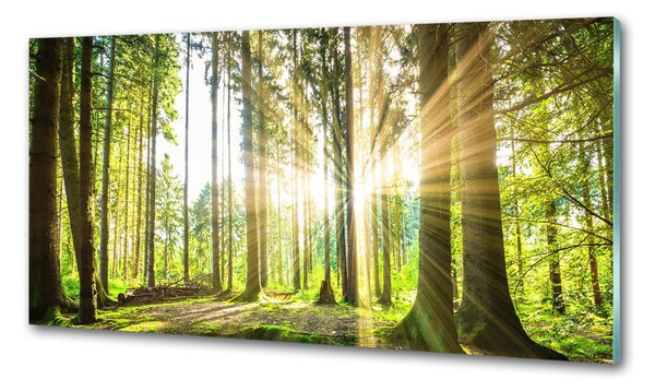 Dekorační panel sklo Les slunce pksh-92474685