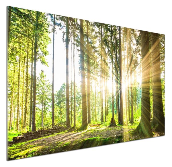 Dekorační panel sklo Les slunce pksh-92474685