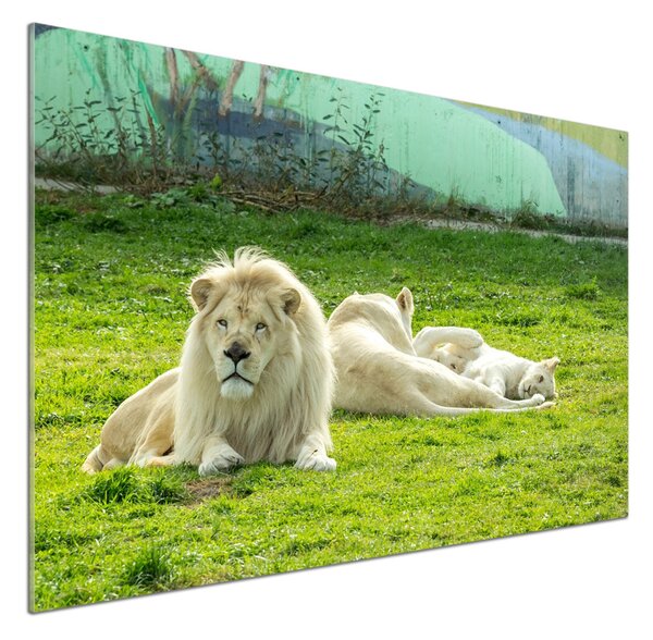 Dekorační panel sklo Béžové lvy pksh-93716692