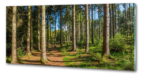 Panel do kuchyně Lesní panorama pksh-93946389