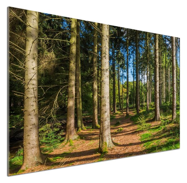 Panel do kuchyně Lesní panorama pksh-93946389