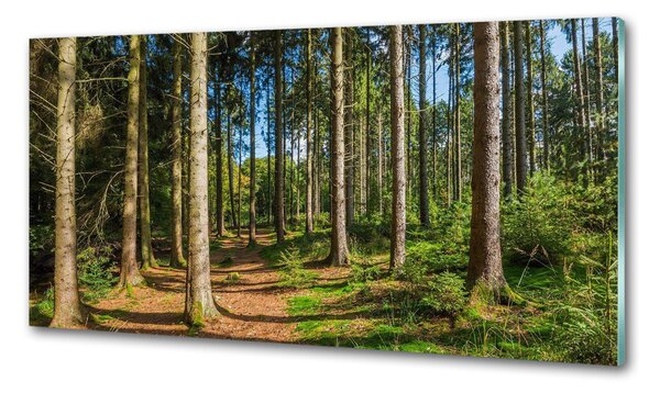Panel do kuchyně Lesní panorama pksh-93946389