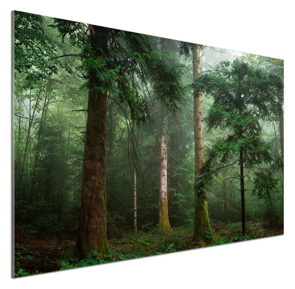 Dekorační panel sklo Mlha v lese pksh-95330664