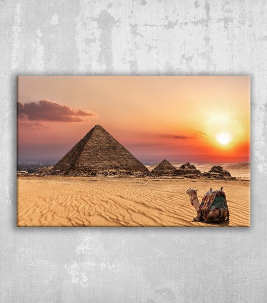 Obraz velbloud Sahara Gíza pyramidy