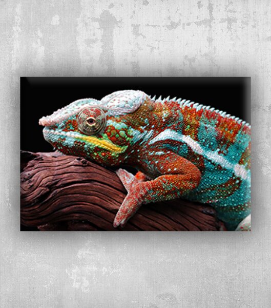 Obraz krásná barva chameleon panther chameleon panther na větvi