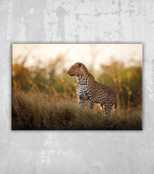 Obraz Africký leopard ženská póza v krásném večerním světle