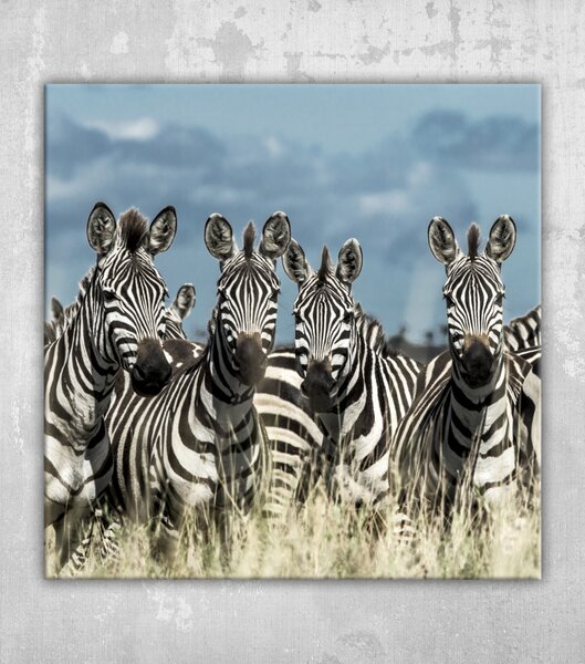 Obraz stádo zeber v divoké savaně, serengeti, afrika
