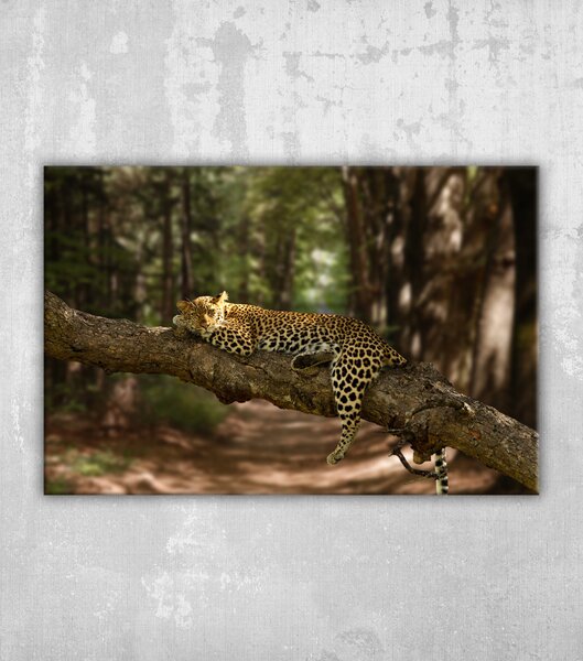Obraz krásný záběr líného leoparda spočívajícího na stromě s rozmazaným pozadím