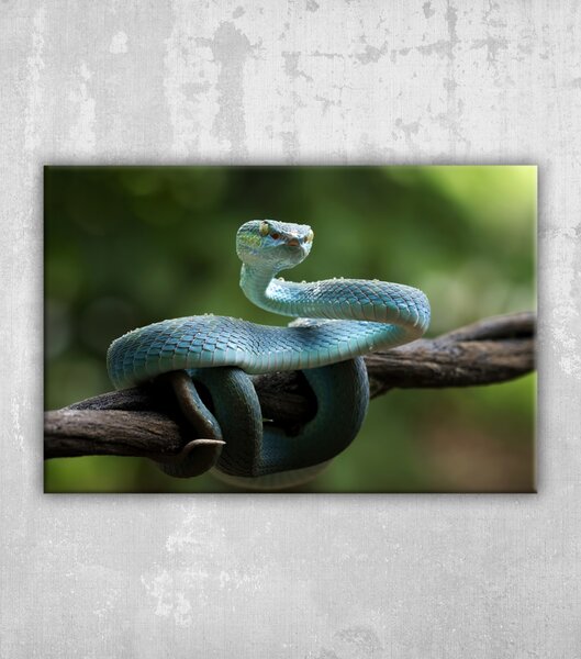 Obraz modrá zmije had na větvi zmije had modrý insularis trimeresurus insularis