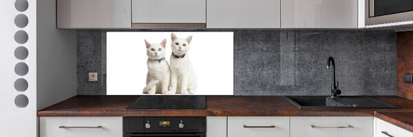 Dekorační panel sklo Bílé kočky pksh-97350767