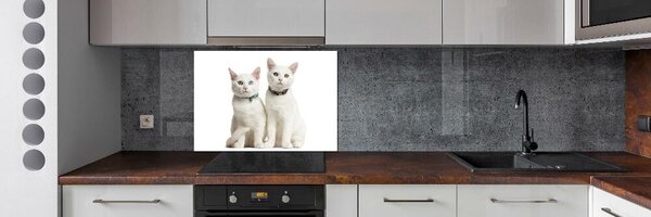 Dekorační panel sklo Bílé kočky pksh-97350767