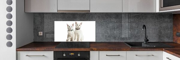 Dekorační panel sklo Bílé kočky pksh-97350767