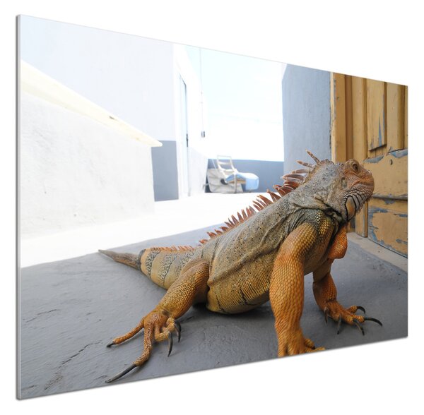 Skleněný panel do kuchyně Iguana pksh-97700993