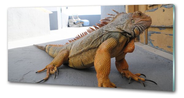 Skleněný panel do kuchyně Iguana pksh-97700993