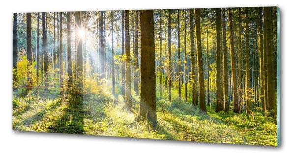 Dekorační panel sklo Les slunce pksh-98252702