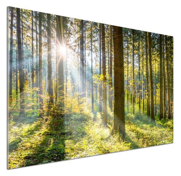 Dekorační panel sklo Les slunce pksh-98252702