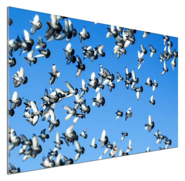 Dekorační panel sklo Stádo holubů pksh-99282619