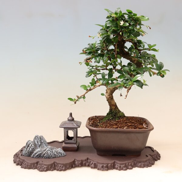 E-bonsai Plastový podstavec pod bonsai 33 x 19 x 1,5 cm hnědá