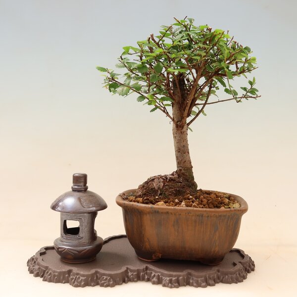 E-bonsai Plastový podstavec pod bonsai 22,5 x 12 x 1 cm hnědá