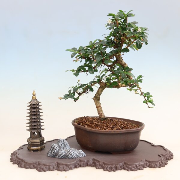 E-bonsai Plastový podstavec pod bonsai 43 x 25 x 1,5 cm hnědá