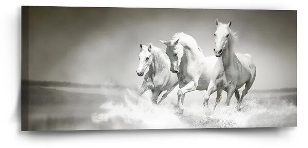 Sablio Obraz Bílí koně - 110x50 cm