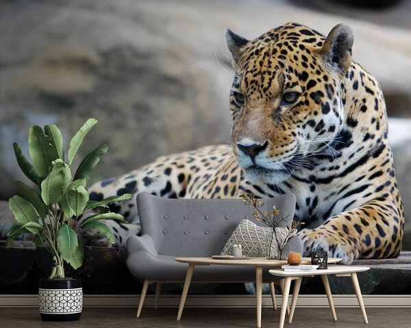 Fototapeta Leopard ležící na dřevěném povrchu, Fototapety s kočkami, Populární fototapety, u55313 - Tapeko.co.cz