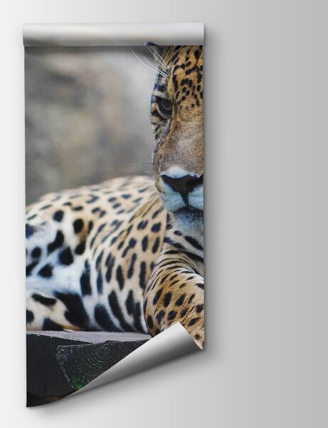Fototapeta Leopard ležící na dřevěném povrchu, Fototapety s kočkami, Populární fototapety, u55313 - Tapeko.co.cz