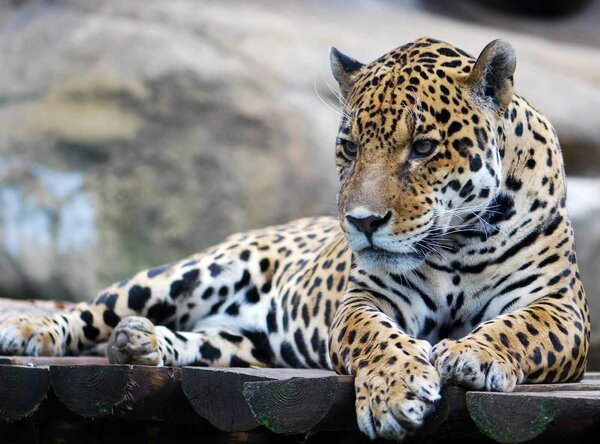 Fototapeta Leopard ležící na dřevěném povrchu, Fototapety s kočkami, Populární fototapety, u55313 - Tapeko.co.cz