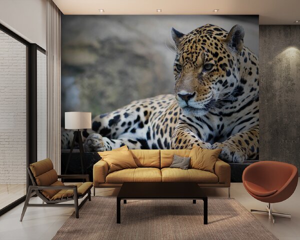 Fototapeta Leopard ležící na dřevěném povrchu, Fototapety s kočkami, Populární fototapety, u55313 - Tapeko.co.cz