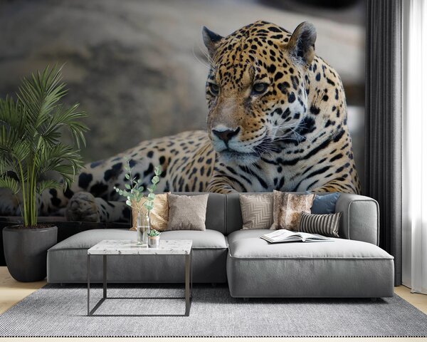 Fototapeta Leopard ležící na dřevěném povrchu, Fototapety s kočkami, Populární fototapety, u55313 - Tapeko.co.cz
