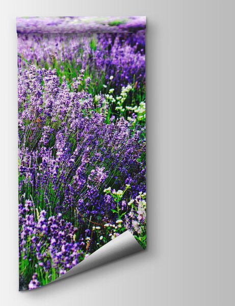 Fototapeta Pole fialových květů, Přírodní fototapety, Populární fototapety, u57293 - Tapeko.co.cz