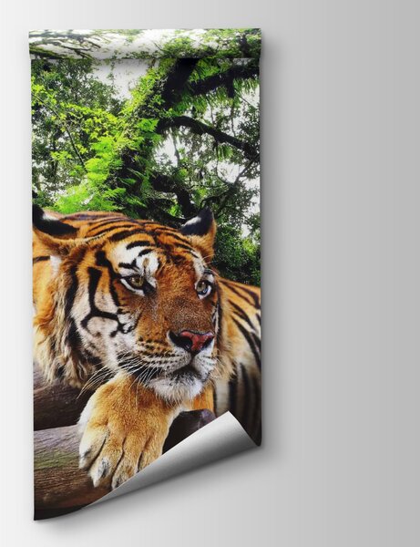 Fototapeta Tygr ležící na kládě, Přírodní fototapety, Populární fototapety, u57805 - Tapeko.co.cz