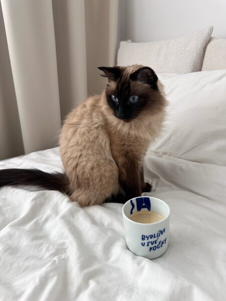 Porcelánový hrnek Bydlím u své kočky 270 ml