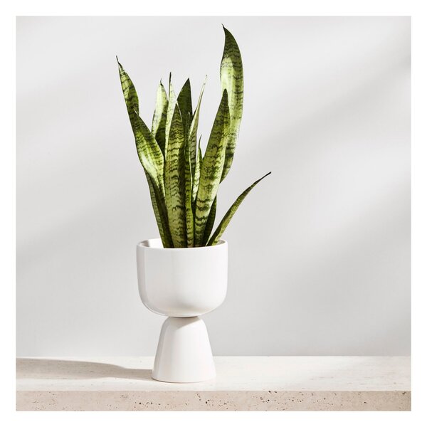 Květináč Nappula iittala nízký bílý