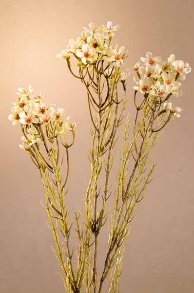 Paramit DRY WAX FLOWER Aranžovací květina 78 cm bílá