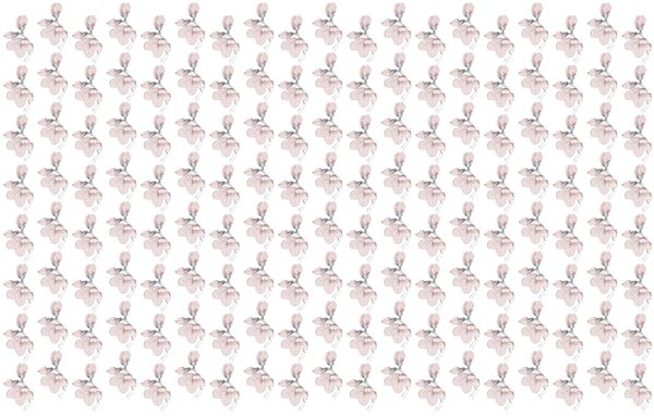 Fototapeta Vzor květin na bílém pozadí, Květinové fototapety, Populární fototapety, t00566 - Tapeko.co.cz