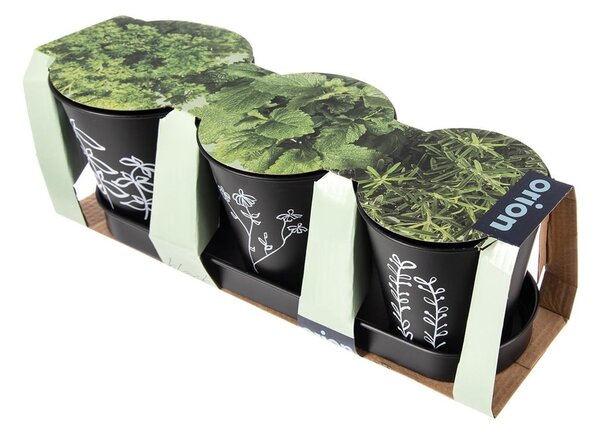 Kovové květináče na bylinky v sadě 3 ks ø 11 cm Black – Orion