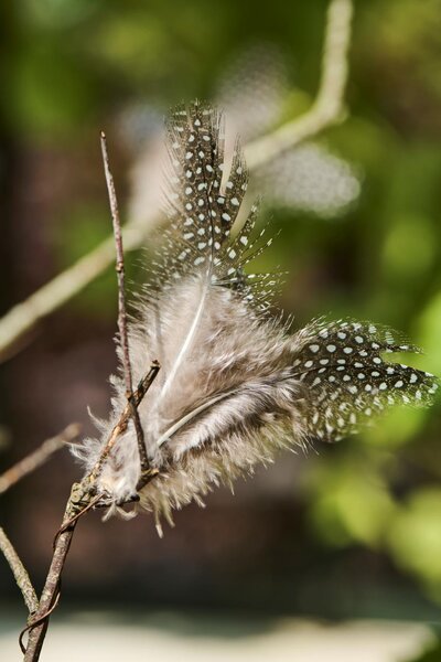 IB Laursen Závěsné peří na drátku FEATHER DECOR hnědé - více barev