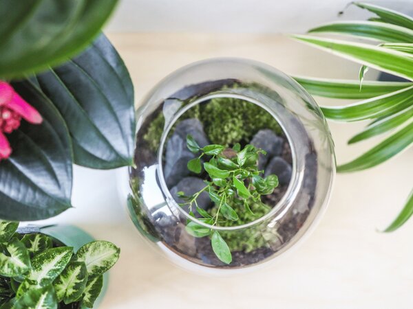 Skleněná váza boule s korkovým špuntem, průměr 28 cm - osázené Ficus Microcarpa Ginseng