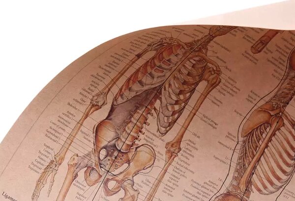 Tie Ler Plakát Anatomie člověka, kostra, č.295, 42 x 30 cm