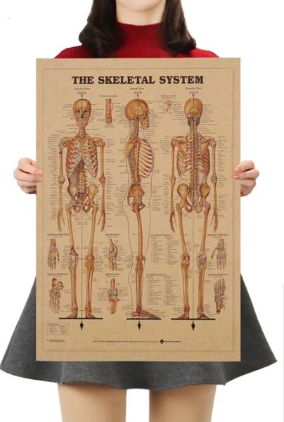 Tie Ler Plakát Anatomie člověka, kostra, č.295, 42 x 30 cm