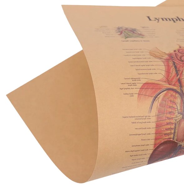 Tie Ler Plakát Anatomie člověka, lymfatický systém, č.292 , 42 x 30 cm