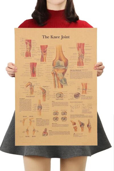 Tie Ler Plakát Anatomie člověka, koleno, č.296, 42 x 30 cm