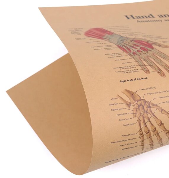 Tie Ler Plakát Anatomie člověka, zápěstí, č.297, 42 x 30 cm