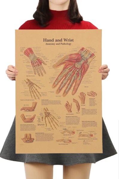 Tie Ler Plakát Anatomie člověka, zápěstí, č.297, 42 x 30 cm