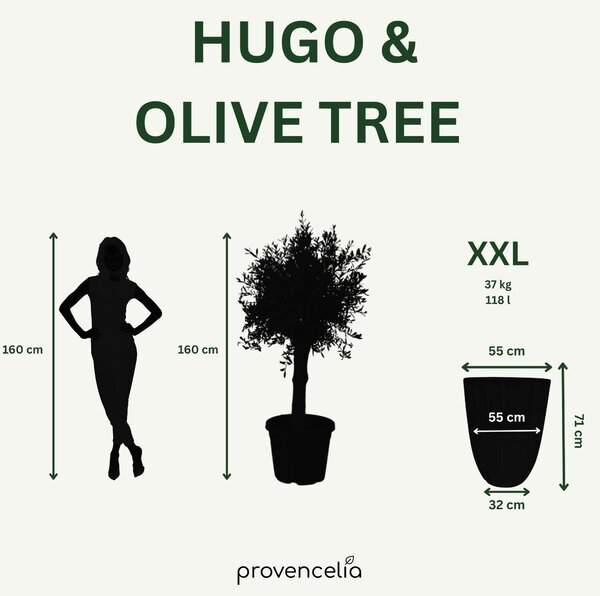 Olivovník (silný kmen) v květináči HUGO 55×71cm — Kůrová