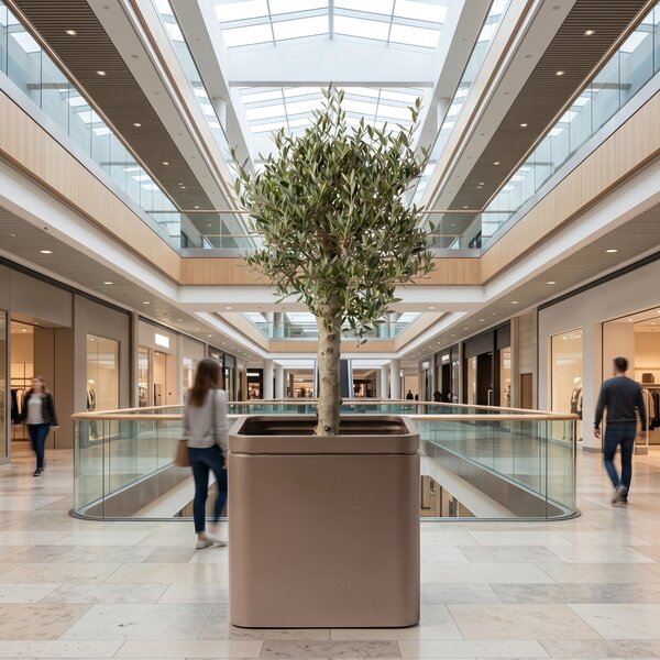 Olivovník (silný kmen) v květináči INFINITY SQUARE 60×60cm — Šedohnědá