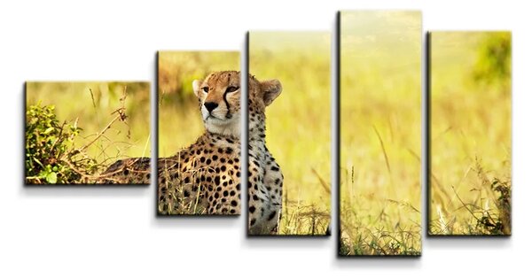 Sablio Obraz - 5-dílný Gepard - 100x60 cm