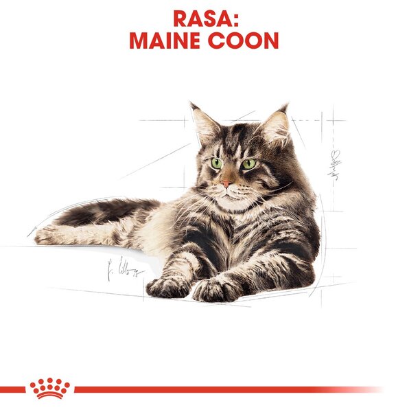 ROYAL CANIN FBN Maine Coon Adult suché krmivo pro kočky - 10kg