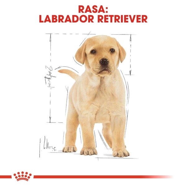 ROYAL CANIN SHN Breed Labrador Junior suché krmivo pro psy - 12 kg